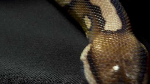 Video of ball royal python on dark