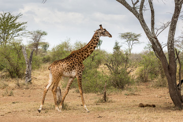 Giraffe (Giraffa)