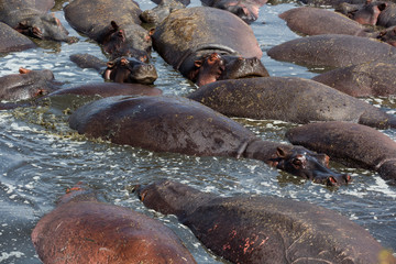 Flusspferd (Hippopotamus amphibius)