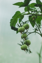 Beautiful and fresh green is not ripe tomato on branch in summer. Organic tomatoes growing.