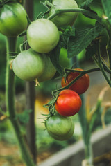 Beautiful and fresh green is not ripe tomato on branch in summer. Organic tomatoes growing.