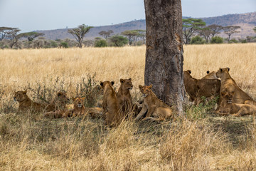 Löwe (Panthera leo)