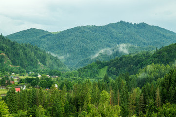 Green pine forest in the Carpathian mountains. The village is lost in the woods, light smoke (fog) spreads between the mountains.