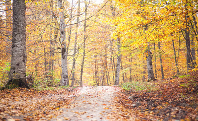 Autumn forest with ground road. Beautiful landscape