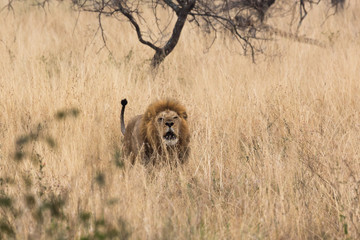 Löwe (Panthera leo)