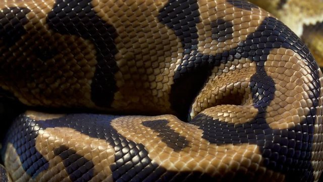 Video of ball royal python on dark table
