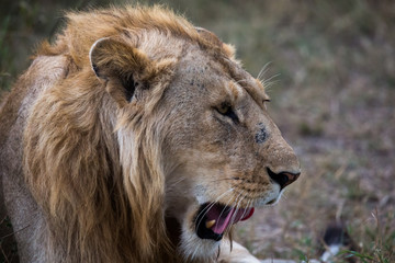 Löwe (Panthera leo)