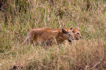 Löwe (Panthera leo)