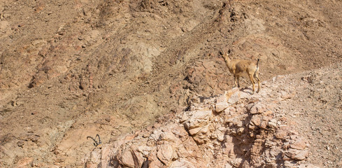 highland rocky goat wild animal portrait looking at camera on a sand stone hill in desert dry desert mountain nature environment 