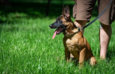 Belgian Shepherd puppy Malinois with its owner