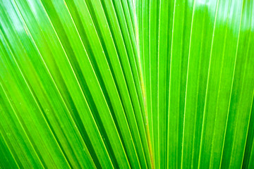 Obraz premium Closeup and crop palm leaf background and texture in bright green color.
