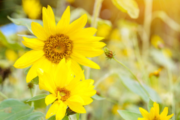 Sunflowers on blurry field flowers with sun flare background.