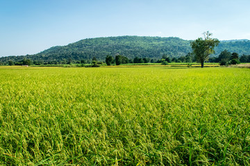 Obraz premium Rice field green