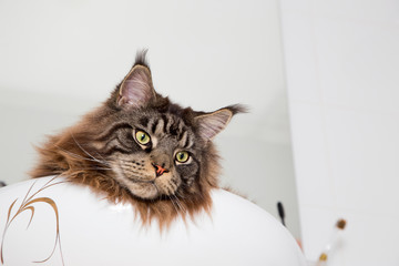 Portrait of Maine Coon in the sink in the bathroom .Horizontally.