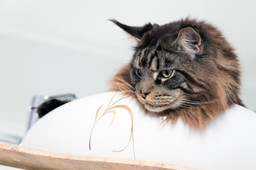 Portrait of Maine Coon in the sink in the bathroom .Horizontally.
