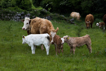 Der Westen von Irland