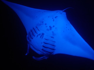 Manta Ray