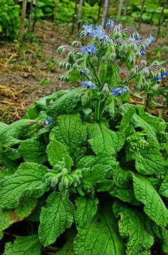 green plants in the garden