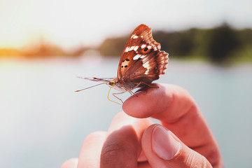 butterfly on hand