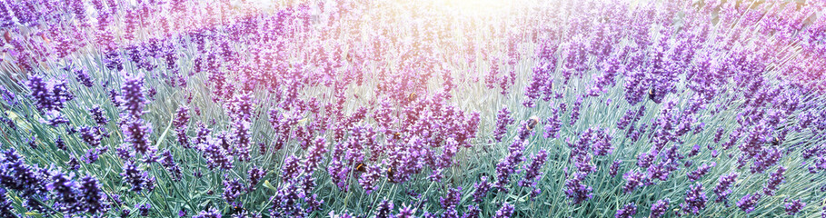 Panele Szklane  Fioletowa lawenda w tle pola kwiatów