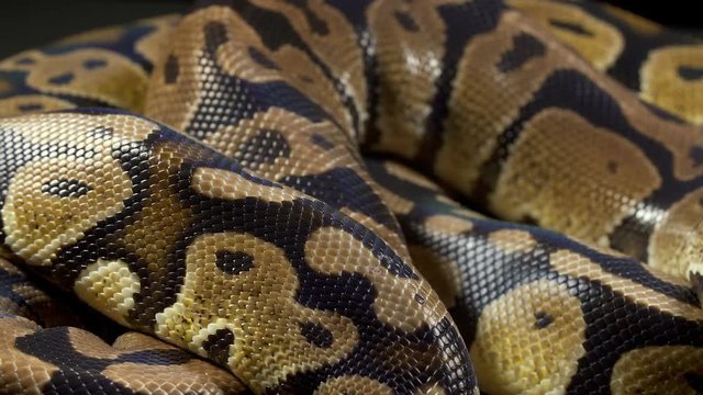 Video of royal python on black