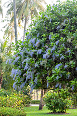 Fototapeta premium Purple wreath tree in Thailand