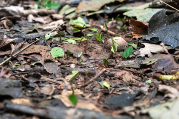 Blurred background with insect live scene in the jungles, Amazon River basin in South America