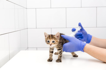 Checkup and treatment of a kitten by a doctor at a vet clinic isolated on white background, vaccination of pets.