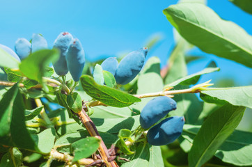 Ripe berries of honeysuckle on a branch close-up on a background of green leaves. Bright midday...