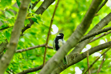 great tit on a branch