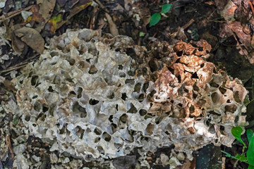 Blurred background with wasps live scene in the jungles, Amazon River basin in South America
