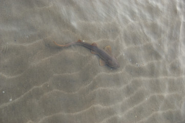 fish in clear and shallow water. clear water on a Florida beach
