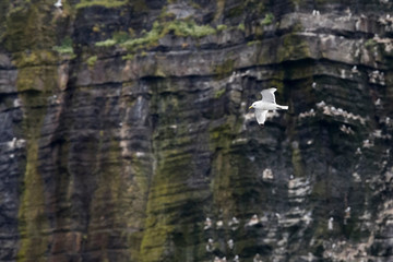 Der Westen von Irland