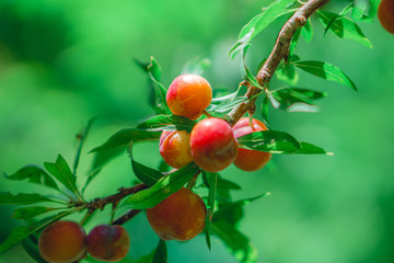 Close-up view of delicious plums on the branches in the garden.