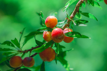 Close-up view of delicious plums on the branches in the garden.