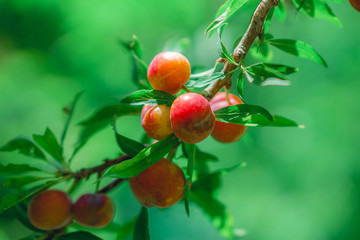 Close-up view of delicious plums on the branches in the garden.