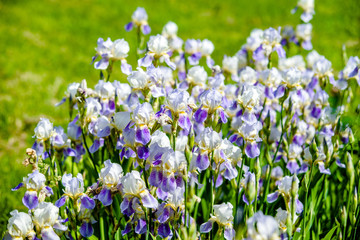 Fototapeta premium Blue irises bloom in the botanical garden 