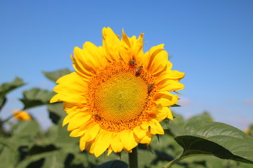 Fototapeta premium Sunflower