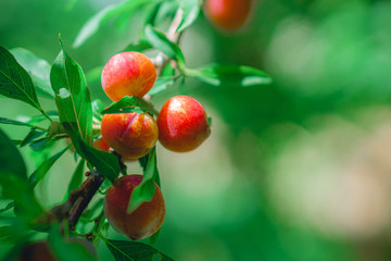 Close-up view of delicious plums on the branches in the garden.