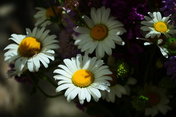 beautiful bouquet of forest flowers at sunny day