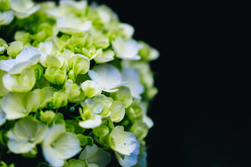White hydrangea Green on a black background
