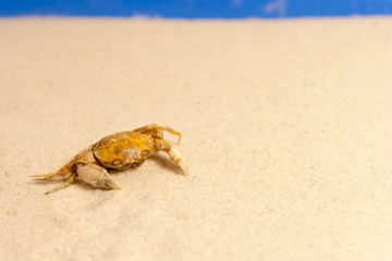 Little crab on the yellow sand in summer