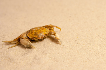 Little crab on the yellow sand in summer