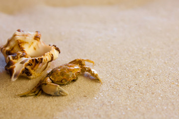 Small crab with a shell on the yellow sand in summer