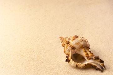 Fototapeta na wymiar Beautiful seashell on the yellow sand in summer