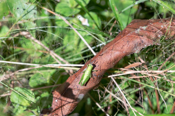 Blurred background with insect live scene in the jungles, Amazon River basin in South America