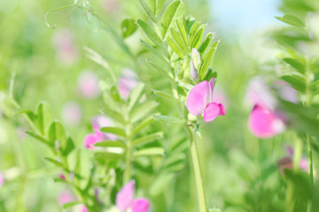 Fototapeta na wymiar pink flowers of common vetch (vicia sativa)