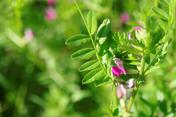 pink flowers of common vetch (vicia sativa)