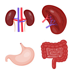 Isolated object of anatomy and organ symbol. Set of anatomy and medical stock vector illustration.