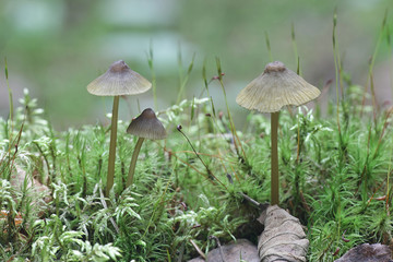 Olive edge bonnet,  Mycena viridimarginata, wild mushroom from Finland